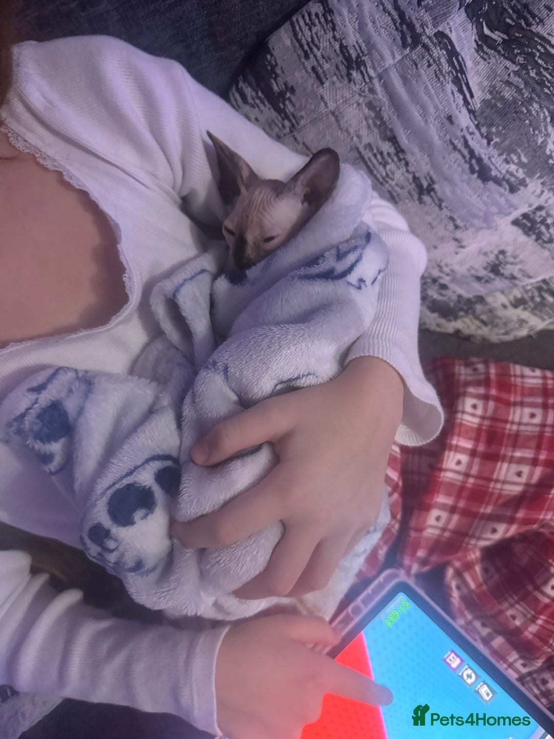 Sphynx cats for sale: Female bambino Sphynx  - Advert 9