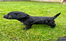 Bedlington Terrier dogs for sale: Stunning Bedlington Terrier puppies  - Image 8