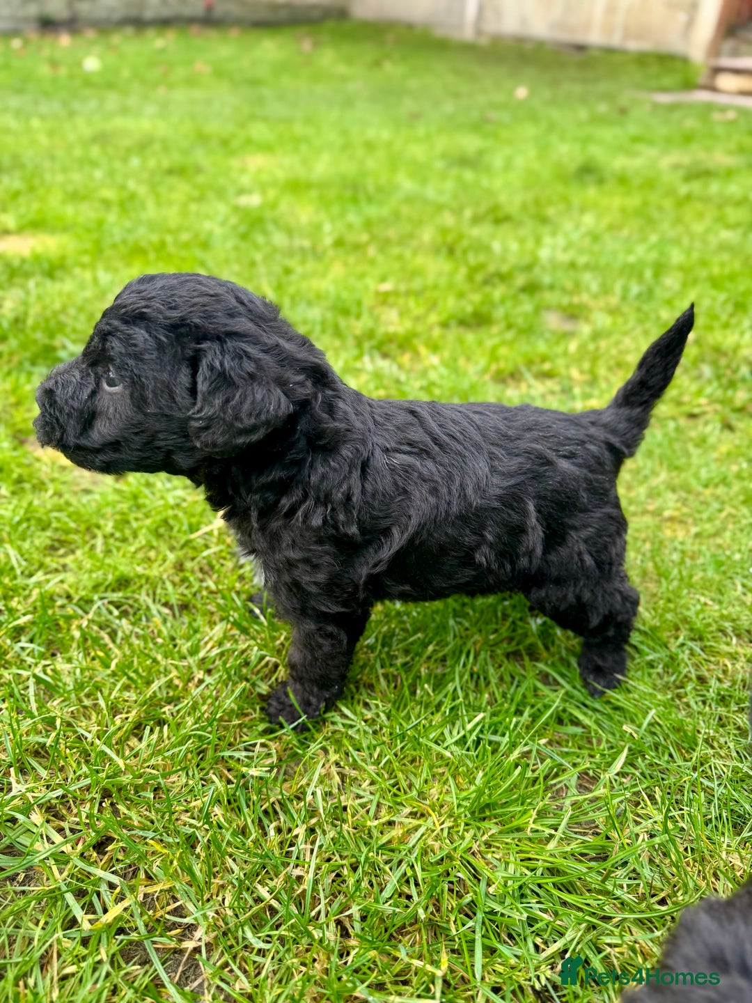 Bedlington Terrier dogs for sale: Stunning Bedlington Terrier puppies  - Image 8