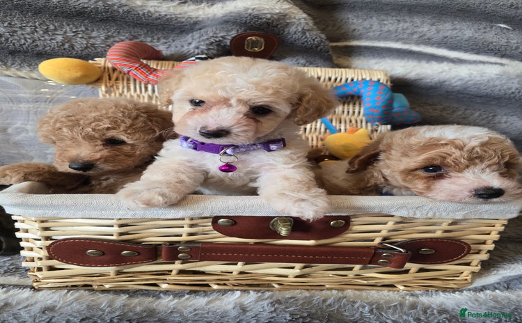 Maltipoo dogs - Advert 2