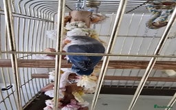 Lovebirds birds for sale: Baby lovebird pied violet 6 weeks  - Image 2