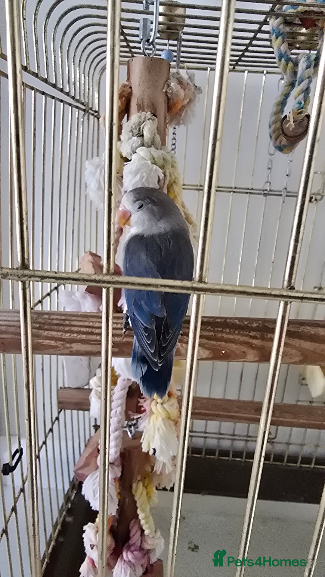 Lovebirds birds for sale: Baby lovebird pied violet 6 weeks  - Image 2