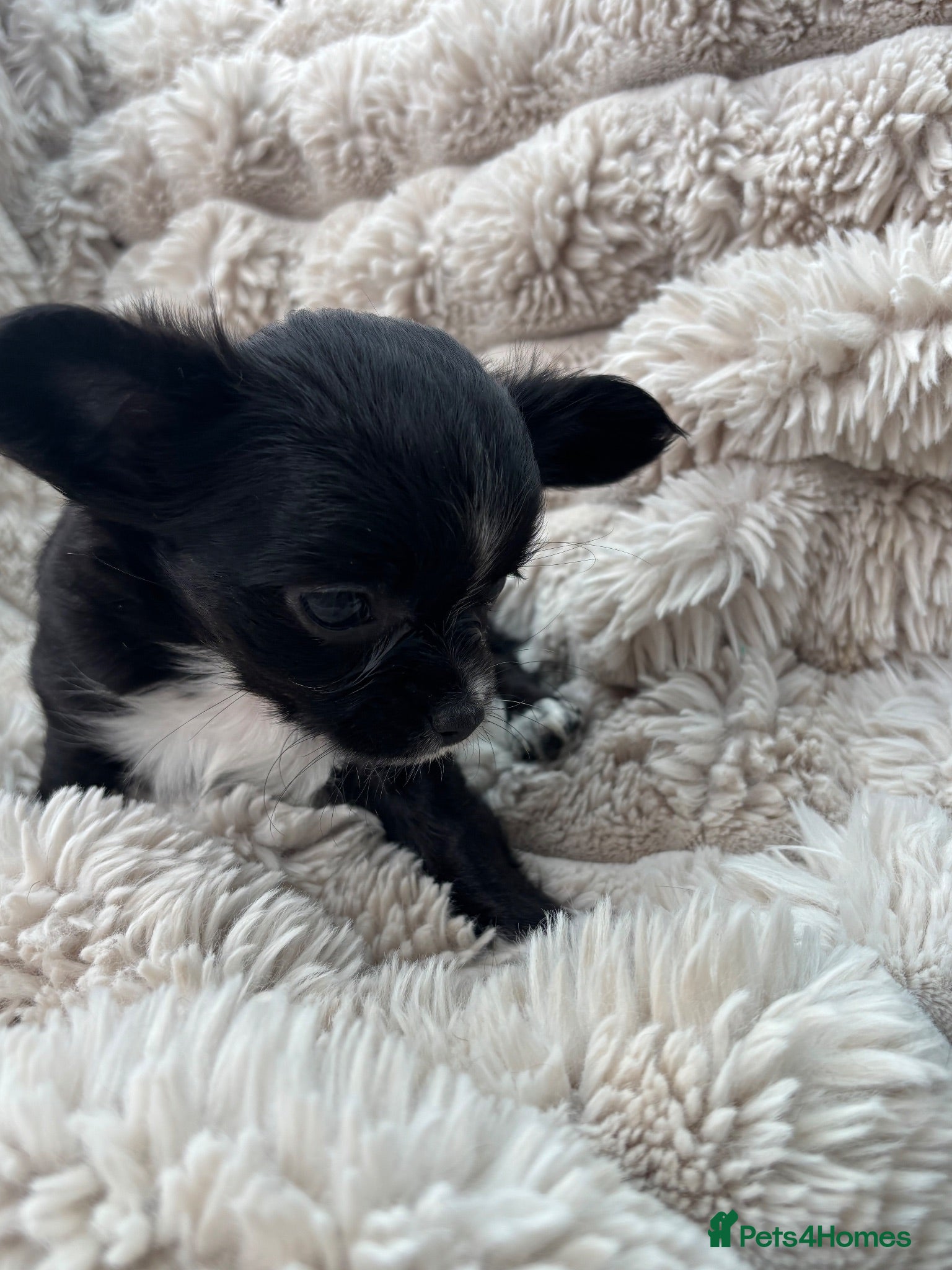 Chihuahua dogs Chihuahua puppies  - Advert 1
