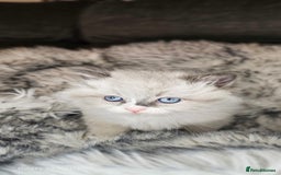 Ragdoll cats for sale: 4 Ragdoll Boys  - Image 5