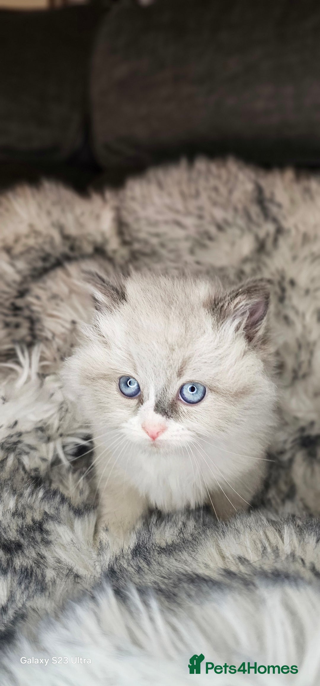 Ragdoll cats for sale: 4 Ragdoll Boys  - Image 5