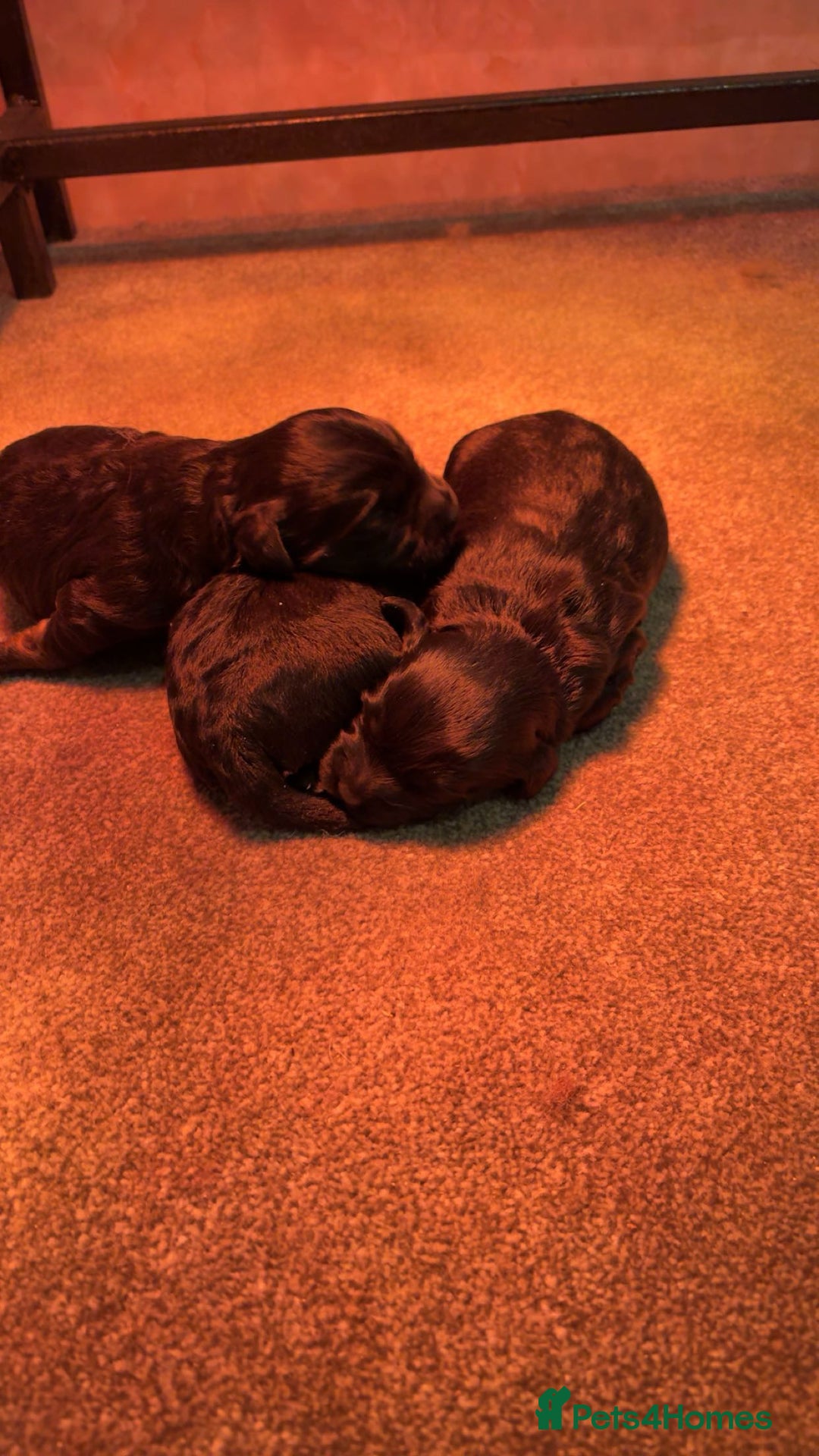 Cockapoo dogs for sale: Adorable f1 cockapoos - Advert 5