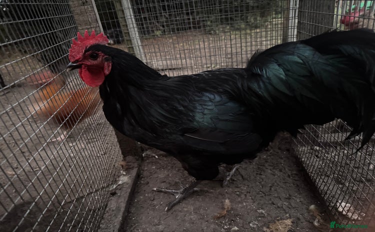 Chickens poultry - Advert 4