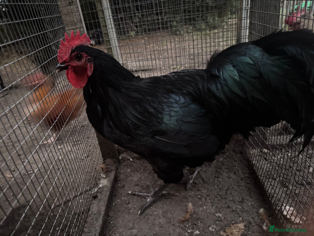 Chickens poultry for sale: Flock of Chickens - Image 1