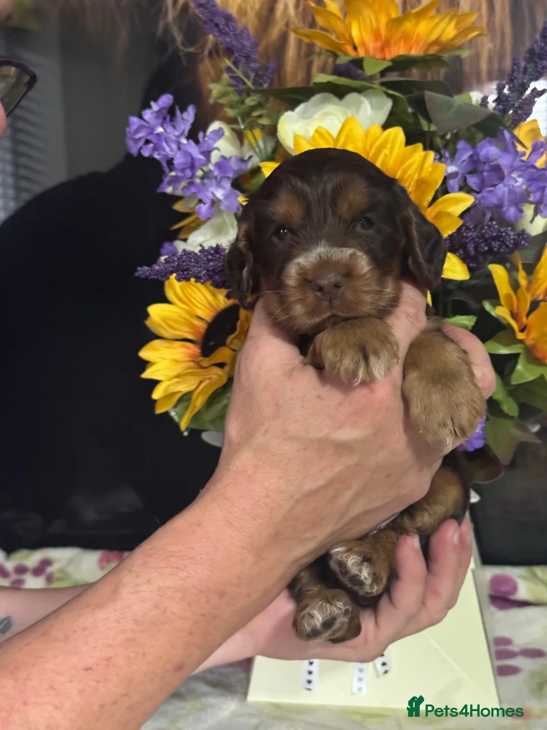 Cocker Spaniel dogs for sale: 4 kc reg show cocker spaniel puppies - Advert 9