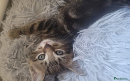 Ragdoll cats for sale: Cutest Ragdoll/Bengal mix kittens. - Image 9
