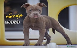 Olde English Bulldogge dogs for sale: COUNCIL APPROVED⭐️5⭐️RATED LICENSE 23 YEARS EXPERT - Image 6