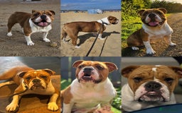 Mixed Breed dogs for sale: English Bulldog Staff Mix (Old Tyme Bulldog) - Image 15