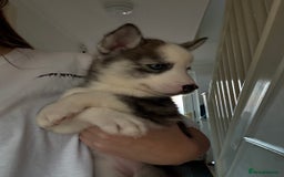 Siberian Husky dogs for sale: 2 stunning Siberian husky puppies for sale - Image 20