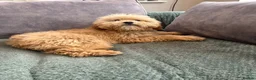 Mixed Breed dogs for sale: Australian Labradoodle cavapoo boy stunning ⭐️  - Advert 5