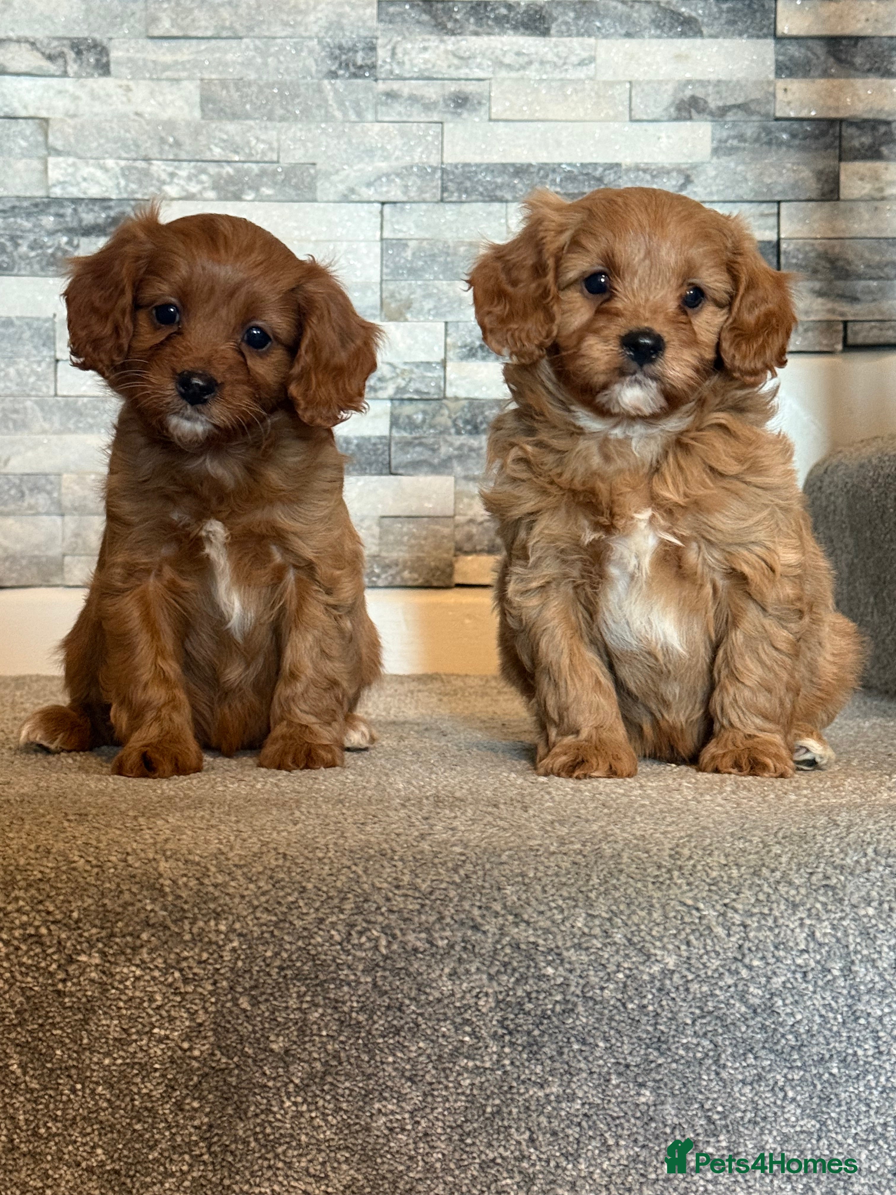 Cavapoo dogs Lavender  and rose gold merle cavapoos   - Advert 3