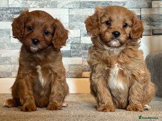 Cavapoo dogs Fox red cavapoos - Advert 2