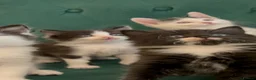 Domestic Shorthair cats for sale: Beautiful Tuxedo Kittens Looking for new Homes🐾❤️ - Advert 28