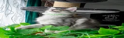 Maine Coon cats for sale: 💚Ready💚 TICA-registered XL Maine Coon Kitten   - Advert 11