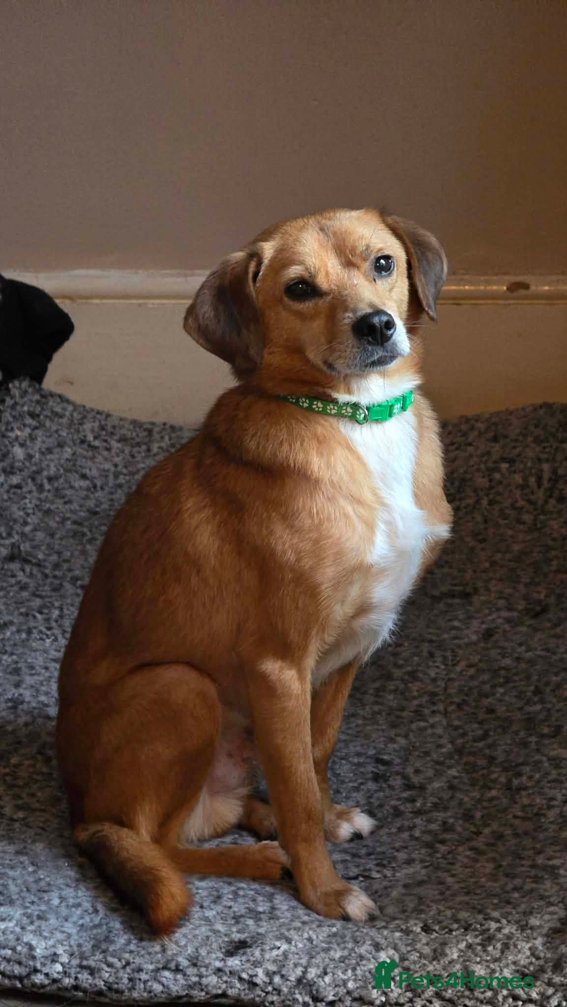 Mixed Breed dogs Michael for adoption - Advert 6