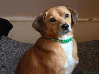 Mixed Breed dogs Michael for adoption - Advert 1