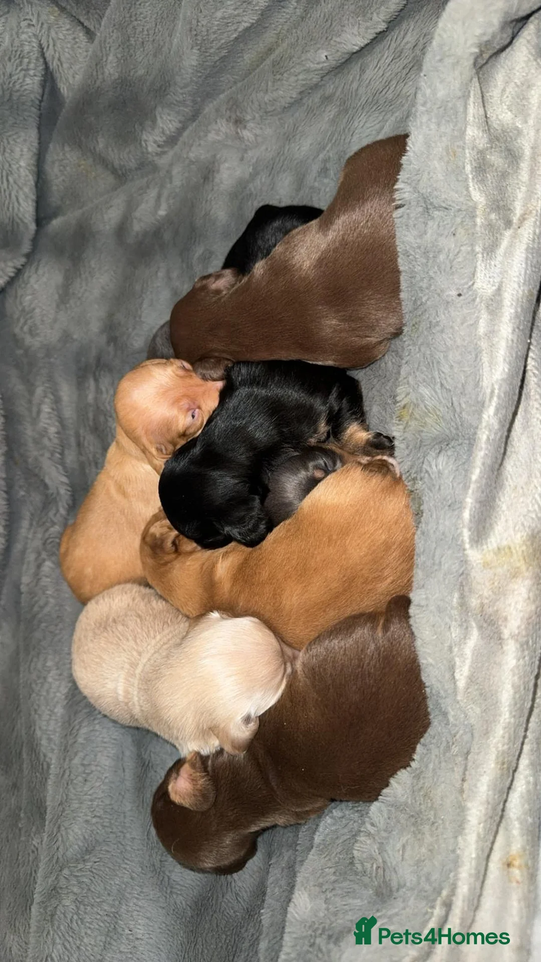 Miniature Dachshund dogs for stud: Cream minature dachshund stud in Spalding - Advert 7