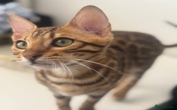 Bengal cats for sale: Bengal Cat – 6 Months Old (Neutered) - Image 6