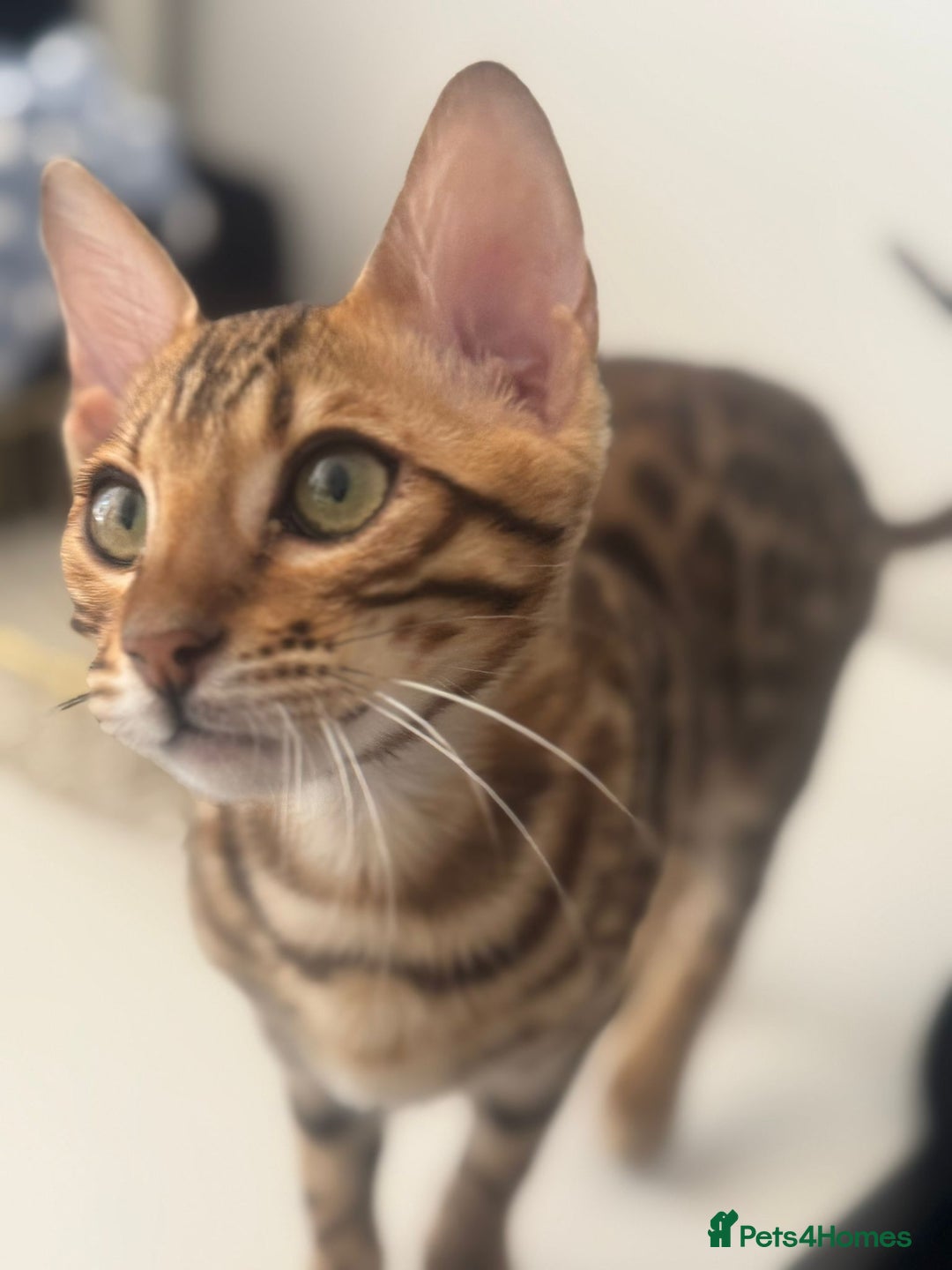 Bengal cats for sale: Bengal Cat – 6 Months Old (Neutered) - Image 6