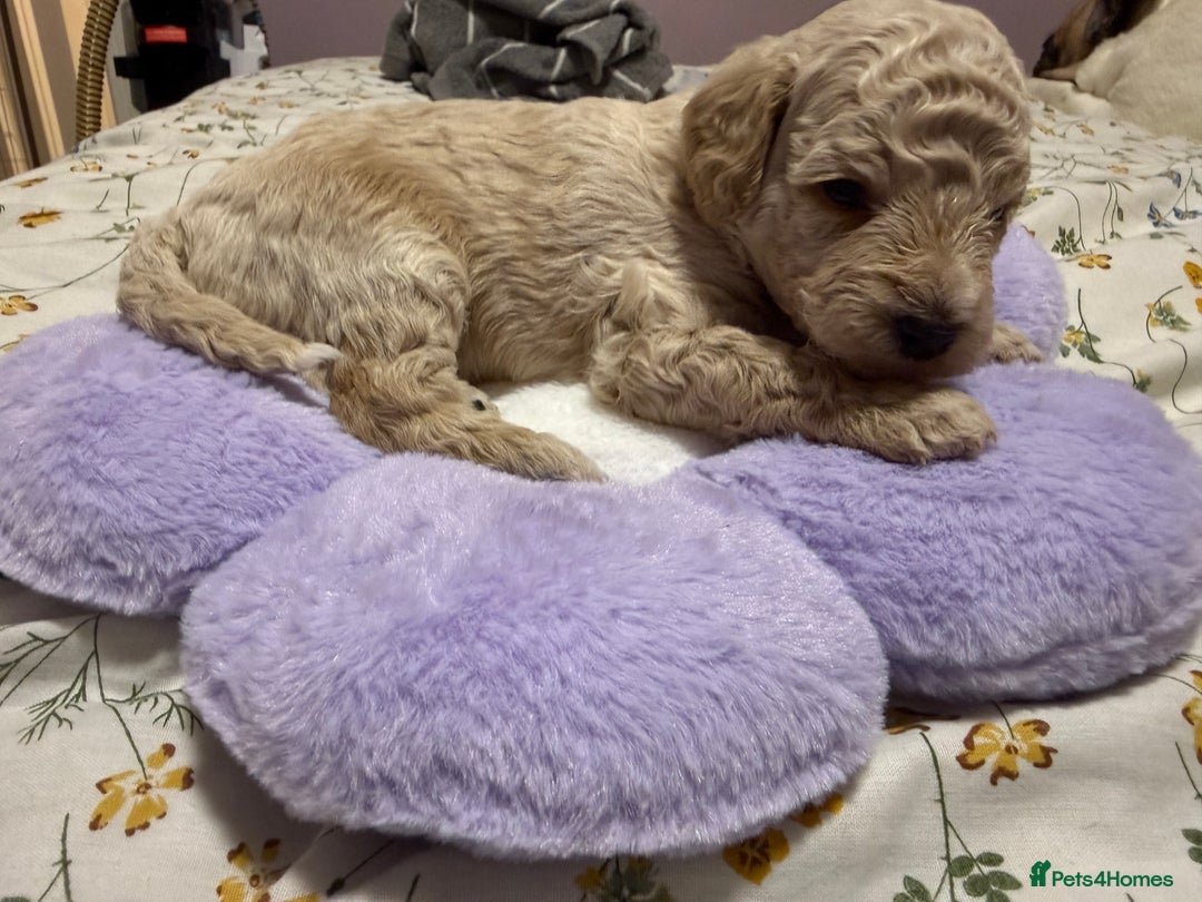 Cavapoo dogs for sale: 4 Beautiful f1b Cavapoo Puppies  - Advert 17