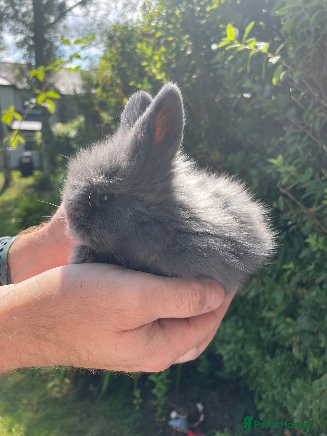 Lionhead rabbits for sale: 4 Beautiful Lionhead Baby Bunnies - Image 4