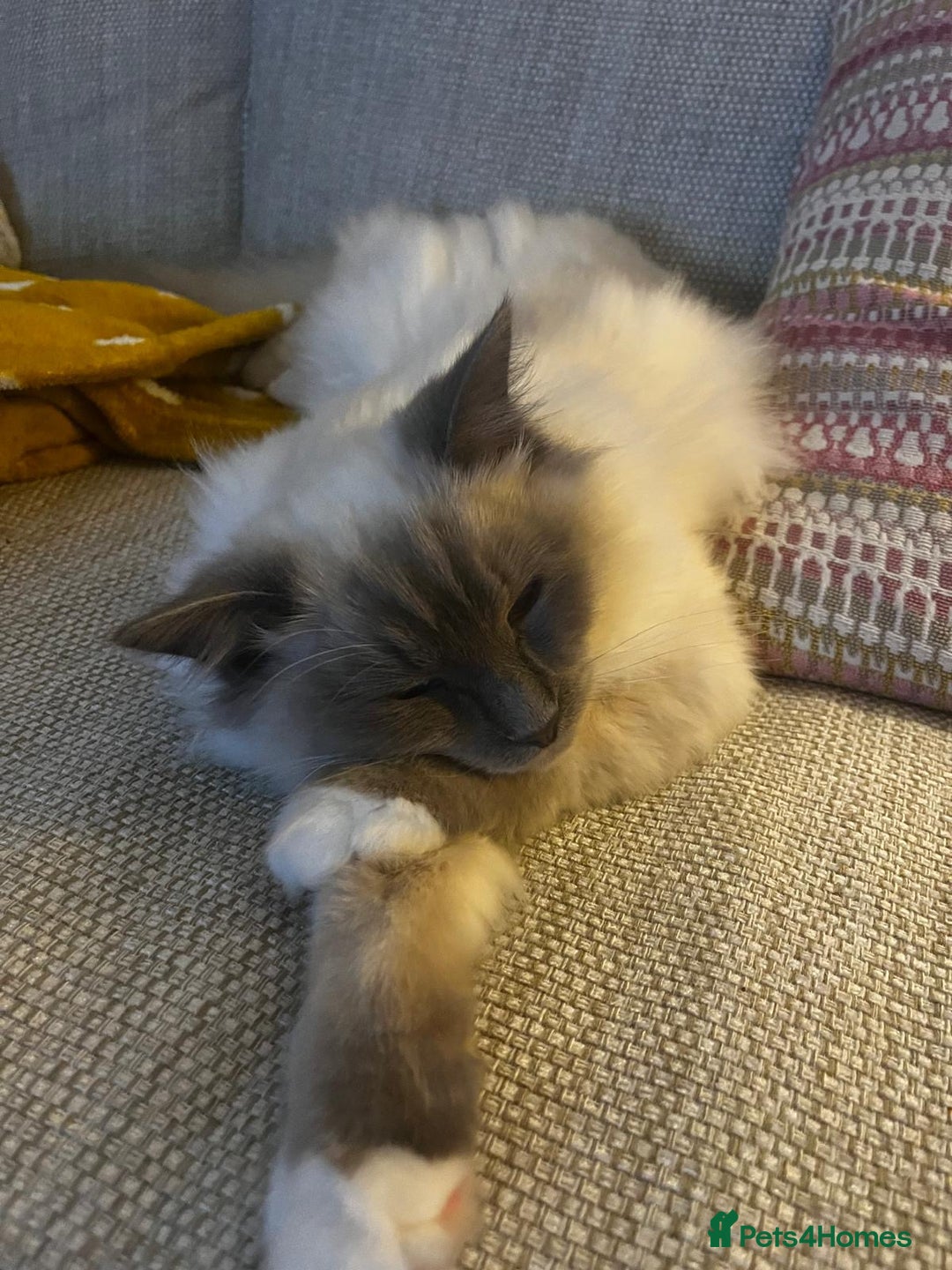 Ragdoll cats for sale: Male Ragdoll for sale - Image 14