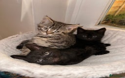 Mixed Breed cats for sale: Gorgeous kittens ready to leave now!  - Image 1