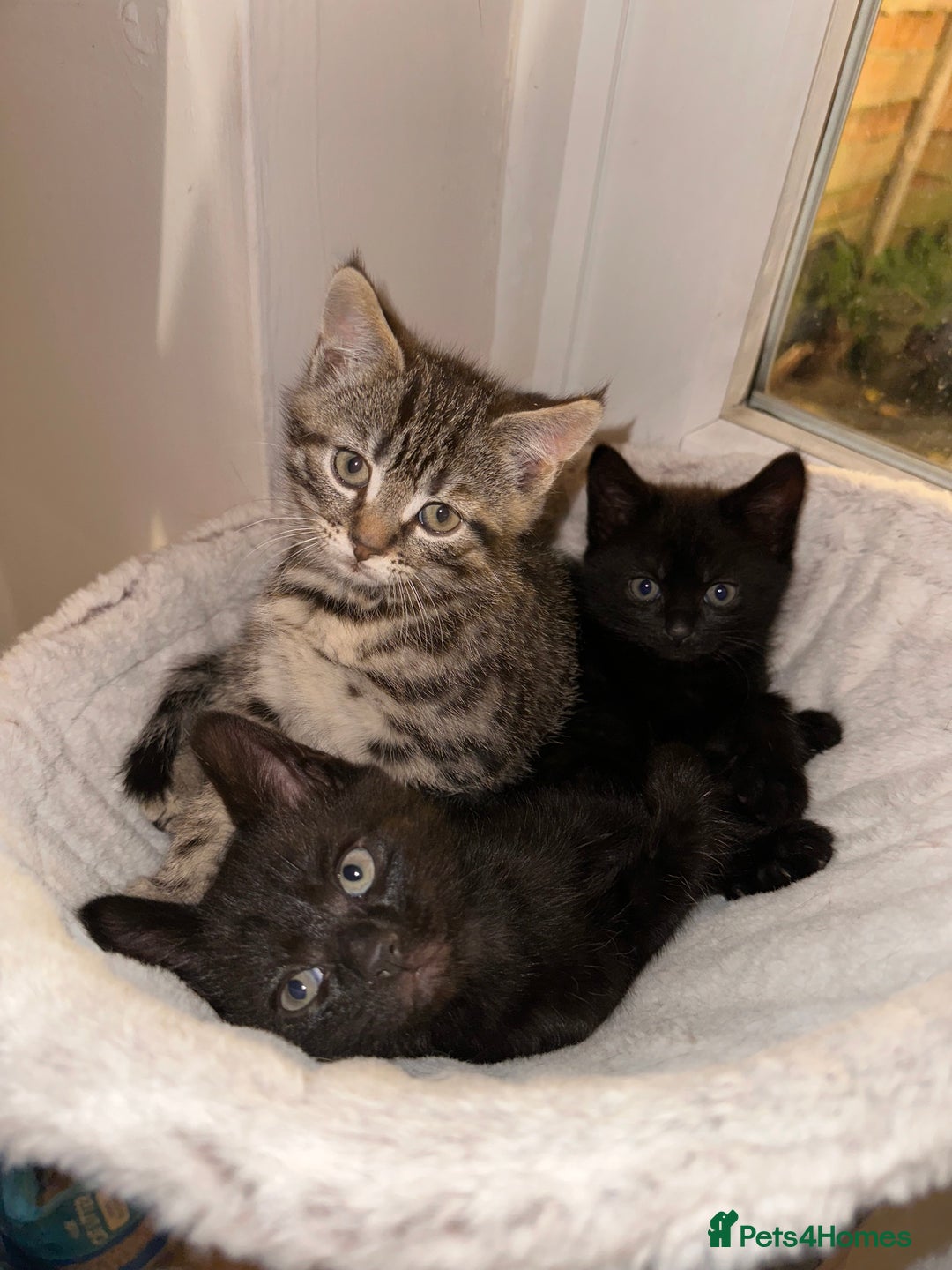 Mixed Breed cats for sale: Gorgeous kittens ready to leave now!  - Image 1