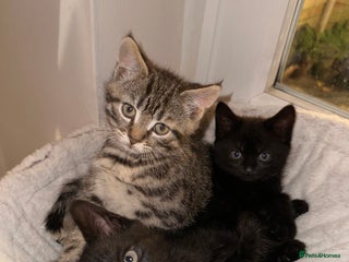 Mixed Breed cats - Advert 32