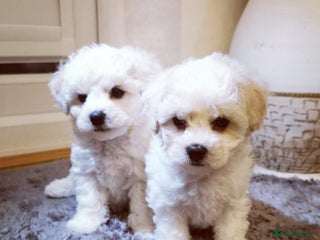 Bichon Frise dogs 🐶 Pure Bichon Frise Puppies 🐶 - Advert 8