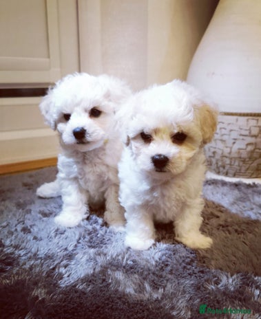 Bichon Frise dogs - Advert 1