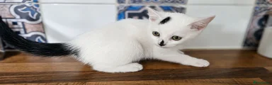 Mixed Breed 2