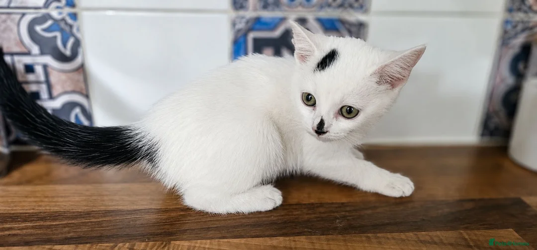 Mixed Breed cats for sale: Beautiful 11-Week-Old Kittens  - Advert 2