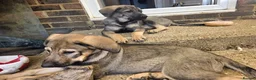 Mixed Breed dogs for sale: Stunning German Shepherd,Australian Kelpie Puppies in Littlehampton - Advert 8