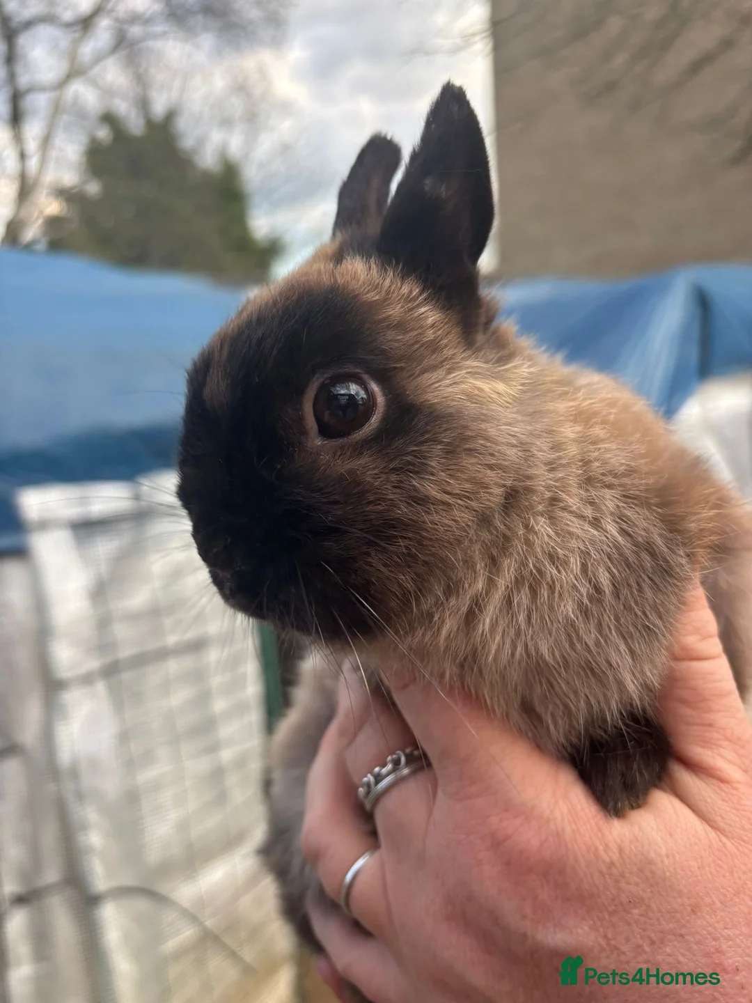 Netherland Dwarf rabbits for sale: Sable Netherland dwarf neutered boy   - Advert 2