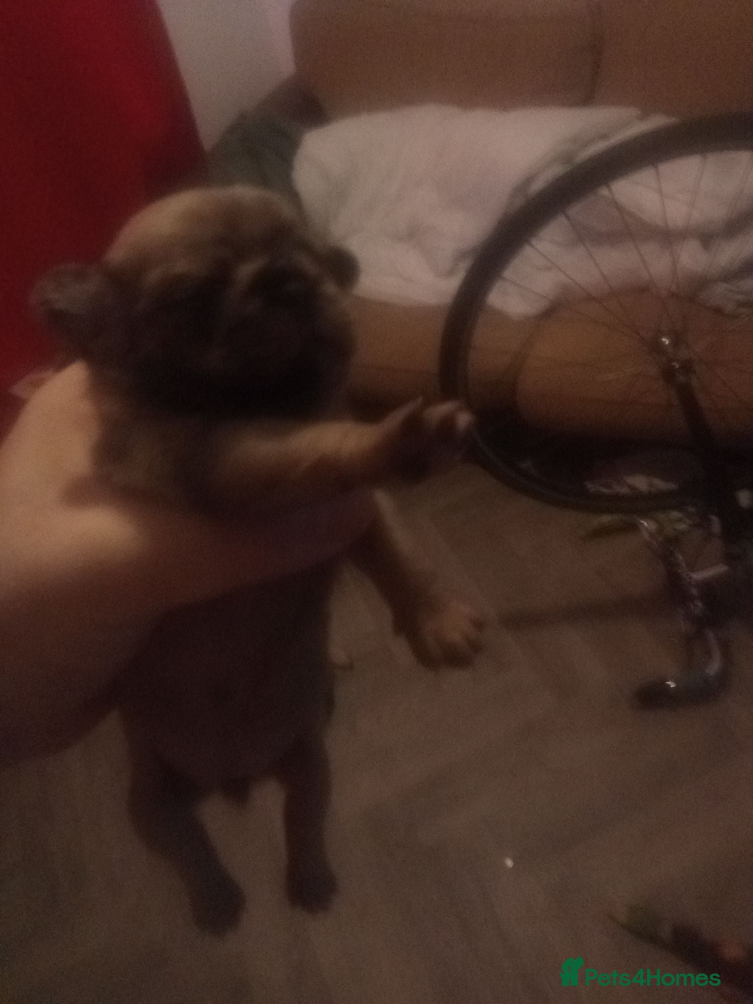 Pug dogs Pug Puppies - Advert 1
