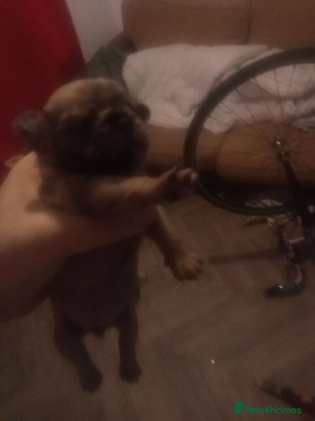 Pug dogs for sale: Pug Puppies in Stevenage - Advert 1
