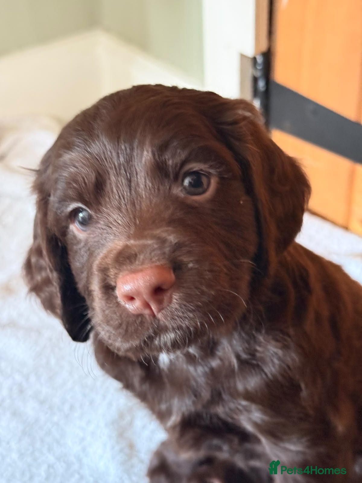 Cocker Spaniel dogs Stunning Cocker Pups  - Advert 1