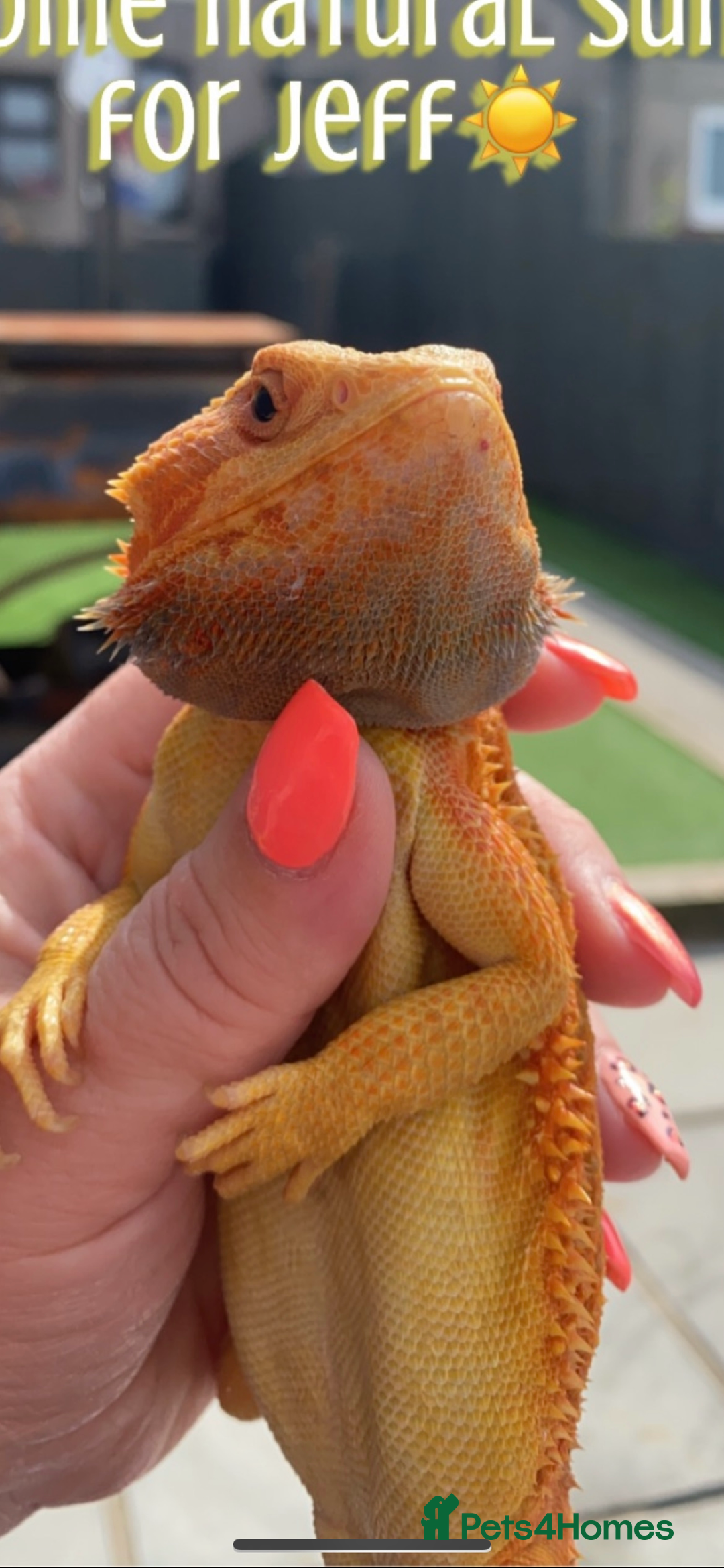 Bearded Dragon reptiles for sale: Male bearded dragon  - Advert 2