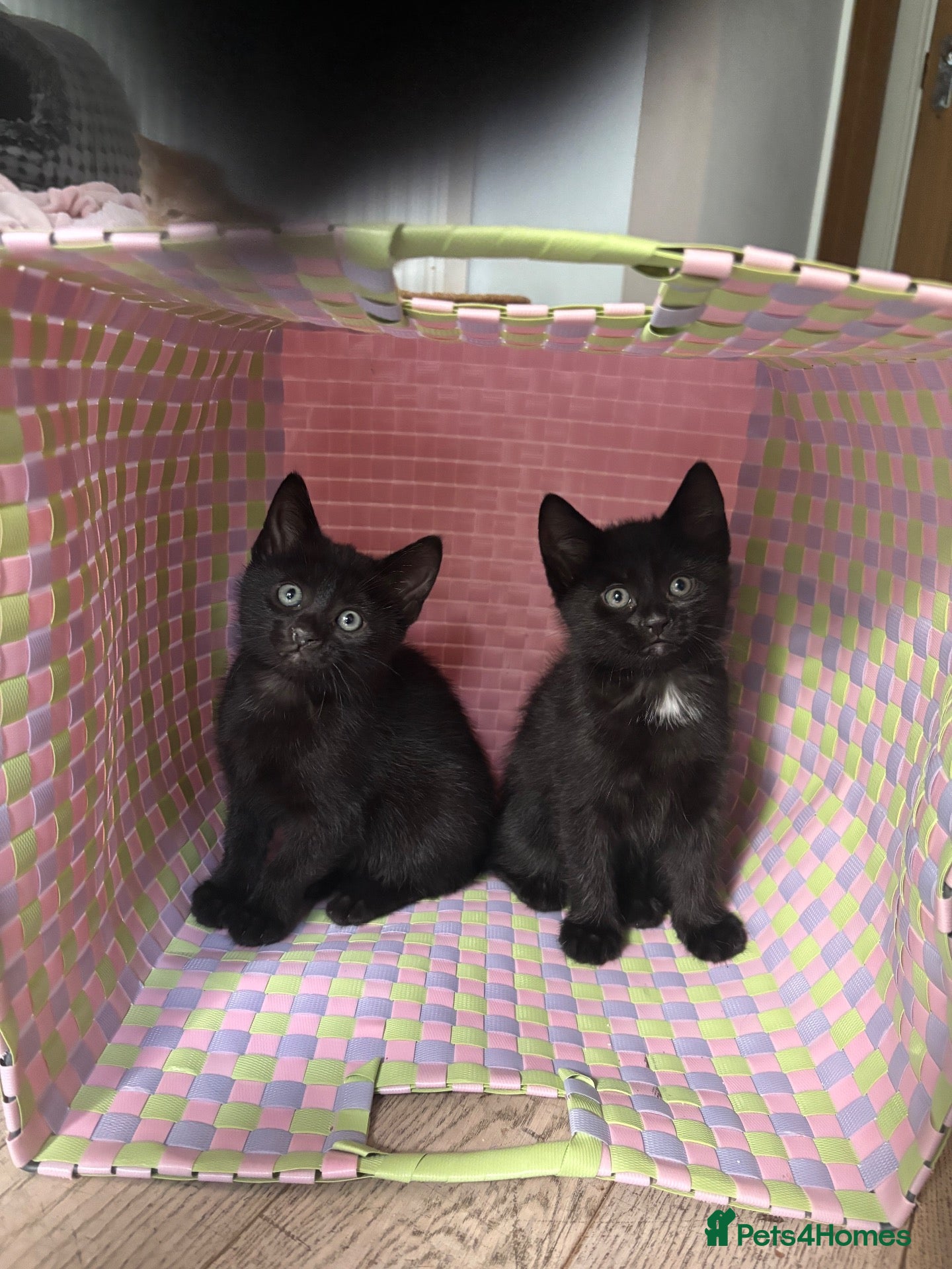 Mixed Breed cats for sale: **** update all gone to their forever homes ❤️ *** - Advert 19