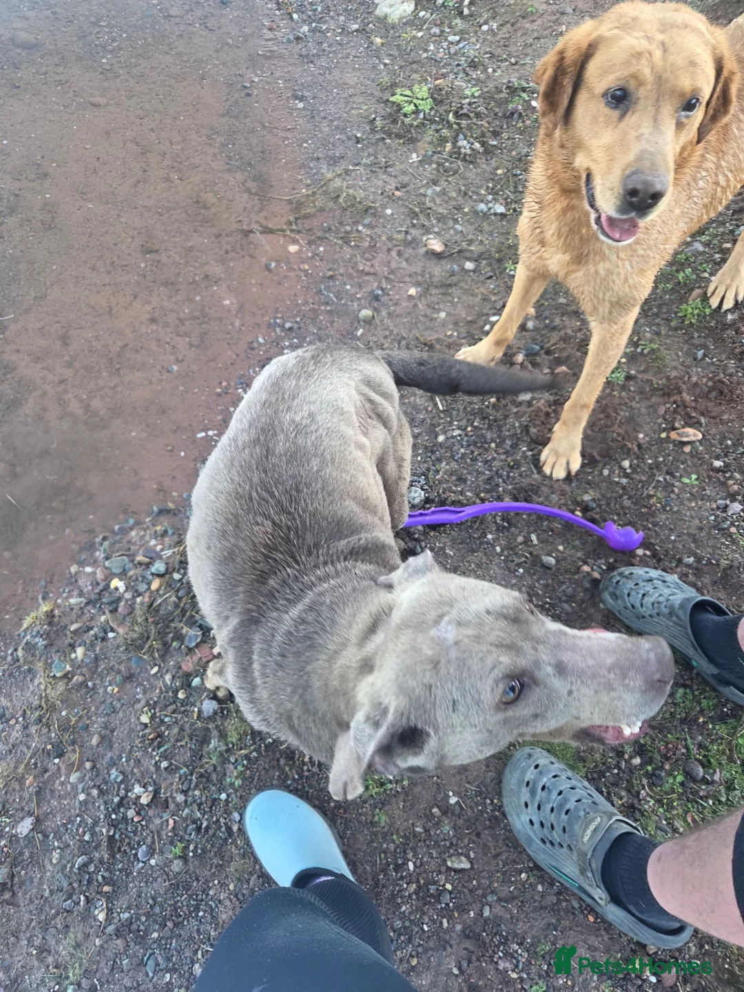 Labrador Retriever dogs for sale: Lab puppies  - Advert 1