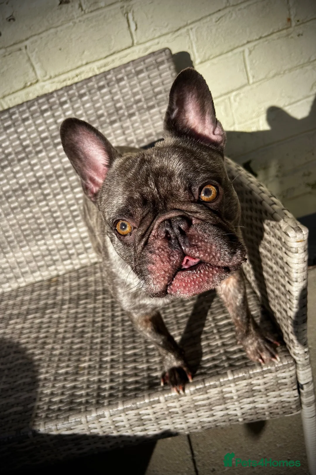 French Bulldog dogs for sale: Male frenchbulldog  in Heywood - Advert 2