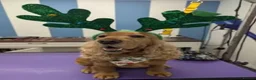 Cocker Spaniel dogs for sale: Show type cocker spaniel puppies - Advert 12