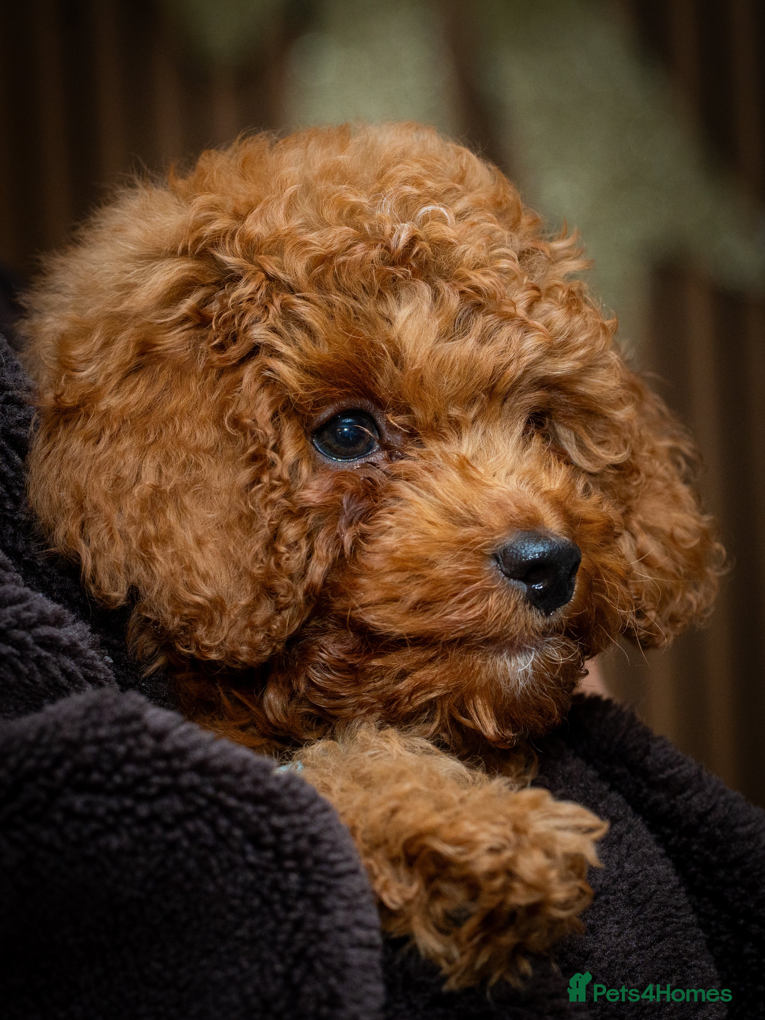 Toy Poodle dogs Toy Poodle 14 Weeks Old - Advert 3