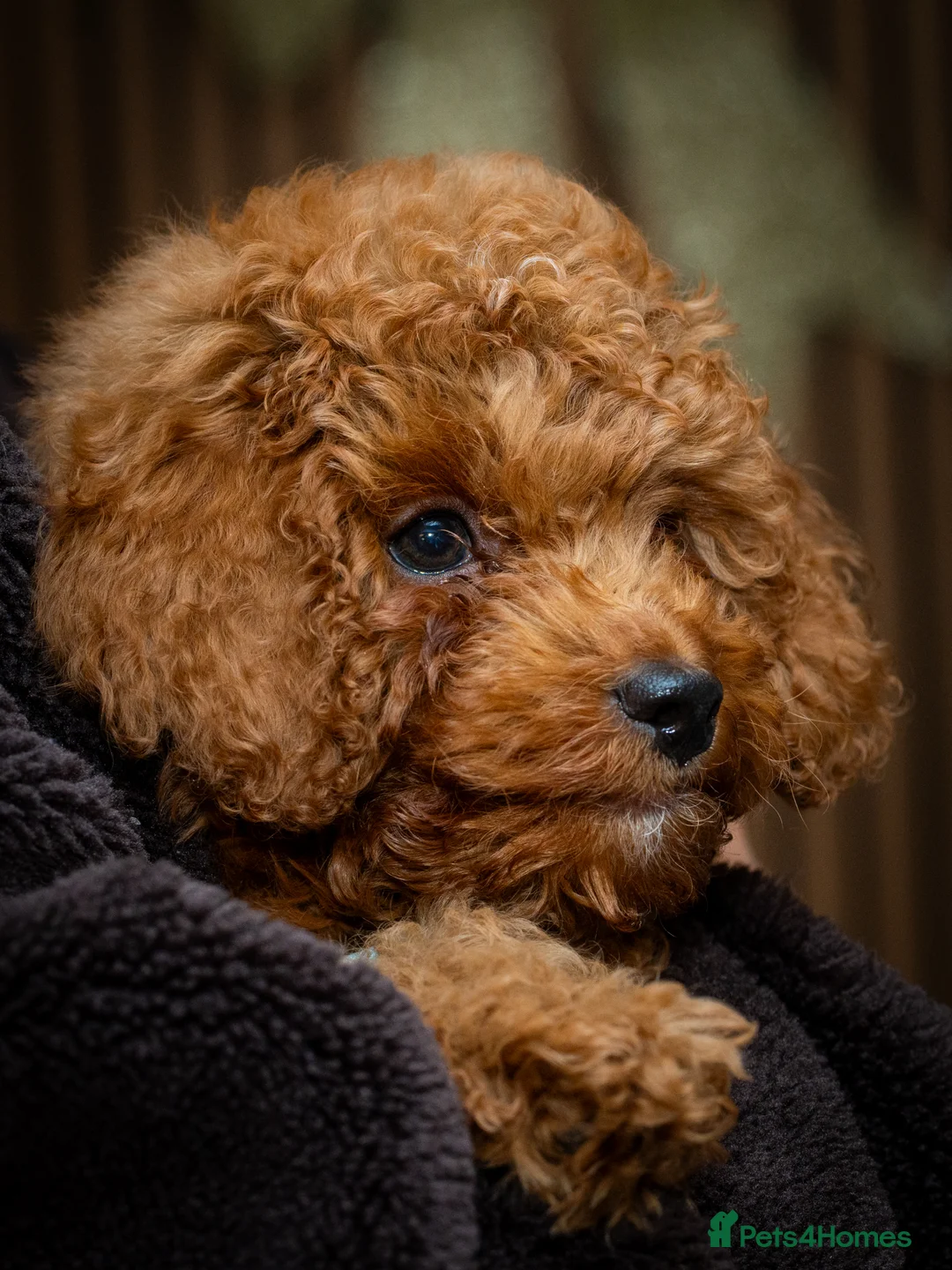 Toy Poodle dogs for sale: Toy Poodle 14 Weeks Old - Advert 1