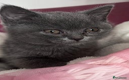 British Shorthair cats for sale: 🐾 Blue British Shorthair Kittens  🐾 - Image 12